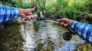 Nymph Fishing a Mountain Creek | Surprising August Action on Brown Trout & Grayling