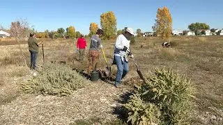 Pollinator Habitat Planting at Mattive Open Space