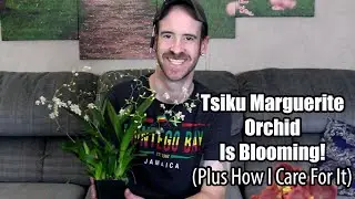 Tsiku Marguerite Orchid (How I Care for Mine)
