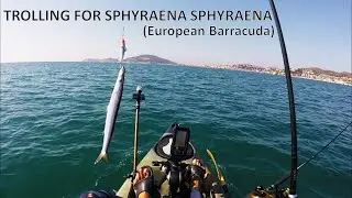 Trolling for sphyraena sphyraena (european barracuda) with lures.