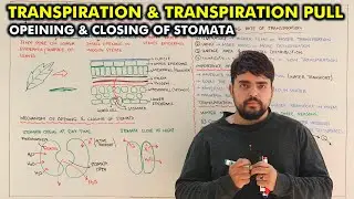 Transpiration in Plants | Stomata Opening & Closing | Factors, Importance & Transpiration Pull