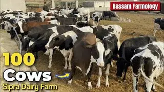 Dairy Business Ideas: Sipra Dairy Farm (100+) Cows Detail 😲💰