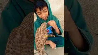 Shikra training hand fed Awesome shikra falcon lover #shikra #falcon #falcons #eagles #eagle