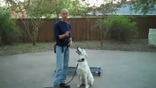 Tinker the Akbash | Redeeming Dogs | Fort Worth Dog Training