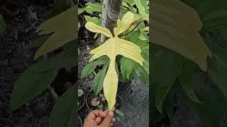 philodendron Florida ghost #plants #houseplants #garden #plantsofindia #indoorplants
