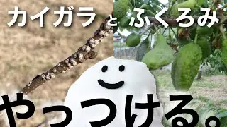 【最も効果あり】ふくろみ病とカイガラムシ対策の防除をしました。（すももの２月防除）