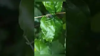 Look at these leaf rolling caterpillars busy #natures #nature #wildlife #wildlifephotography