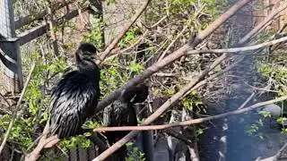 Pygmy cormorants