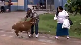 Animals That Hate Humans