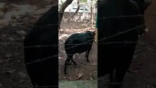 Have you seen bulls talking with humans...!!!😇😍🥰😘🤗😜