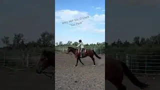Why Not Six O&rsquo;clock all around 5 year old gelding #beckyamiohorsetraining #ranchgelding #ranchriding