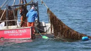 Some traditional commercial fishermen are turning to kelp farming during offseason