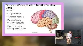Tony Jelsma, &ldquo;Possible Role of Own-Body Perception in Gender Dysphoria&rdquo; (ASA 2022)