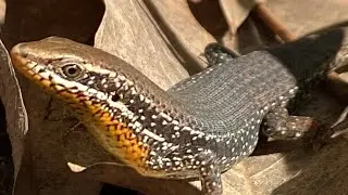 Two Lizards find food..#insects #lizard #gecko #worldwide #pet