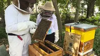 New Bee Yard