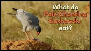 What do Pale Chanting Goshawks eat?