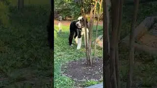Big and lovable dog
