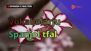 Vokabolarju Spanjol tfal |Golearn
