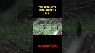 INHAMBU P&Eacute; ROXO #aves #Crypturellusparvirostris #SmallbilledTinamou #Tinamiformes #inhambuchint&atilde;