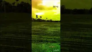 Riziculture