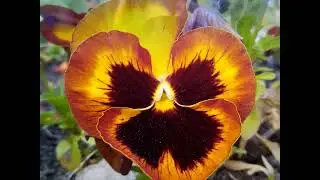 VIOLACEAE : Viola,  pansy, pens&eacute;es, violettes