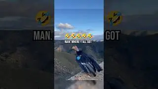 Vulture bird was let go into the wild funny hilarious voice over😂😂 #shorts #funny #voiceover #birds