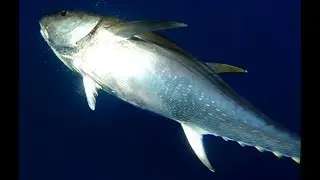 Fantastic Bluefin Tuna Fishing!!