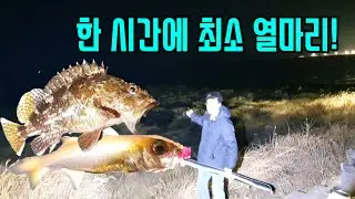 만조 간조 상관없이 막나오는 도보30초 거리 대박포인트