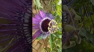 Observation of Purple Passion Flower Vine | Bunnie&rsquo;s Kitchen Nature Videography | #shorts