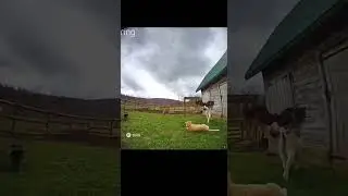 Goat Saves Cat from Eagle Attack (Caught on Ring Camera) #animalattack #soralife #cat