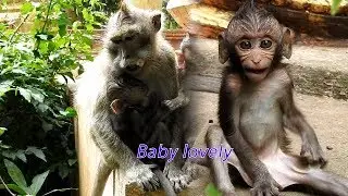 Adorable cute baby monkey, Devo do many active a round mom, look very lovely