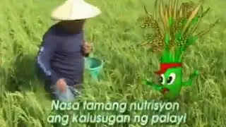 Tamang Pamamahala ng Nutrisyon ng Palay para sa masaganang Ani