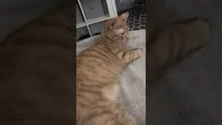 Asthmatic Cat Breathing Heavy
