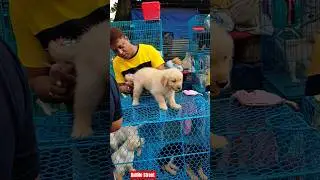 Pet Market Kolkata 😍/lowest price puppy dog/Gallif Street dogs #shorts #viral #dog #dogs #doglover