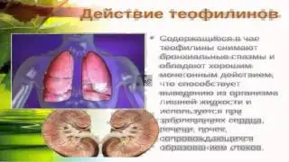 Зеленый чай ганодермой reishi Gano Tea spica