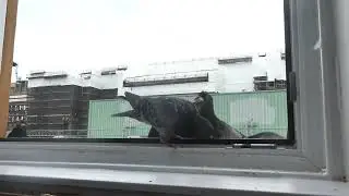 Week 6: Get Out Pigeons This Isn't For You