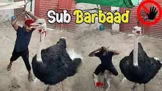 Ostrich ny mini zoo mai sub kuch barbaad kar dia 😭