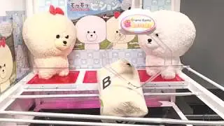 TorebaGuru- Fluffy Bichon Big B