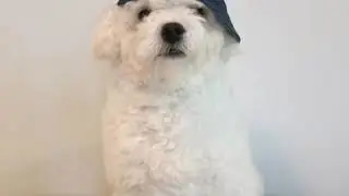Funny dog singing Jailhouse Rock - Elvis Presley: Cover DJ BUBBLES
