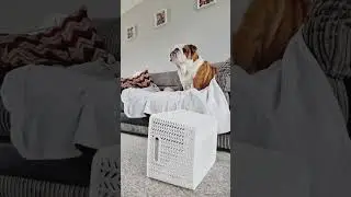 Почему Пабло такой 😅 #bulldogpabs #britishbulldog #dogsofinsta #englishbulldog #bulldog #funny