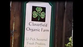 Cloverfield Organic Pick-it-yourself Farm, Part 4: tour of the garden