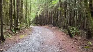 Forest walk