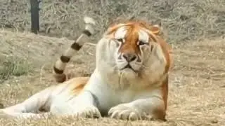 The Golden Tiger