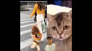 Walking Dog like a Man Cat watching #shorts