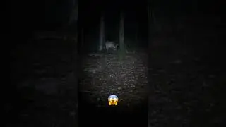 #forest #night #hiking