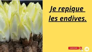 Je repique mes endives