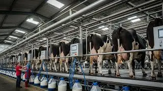 Inside the Smart Cow Dairy Farm &ndash; The HYPNOTIC Precision of Modern Cow Milking Technology