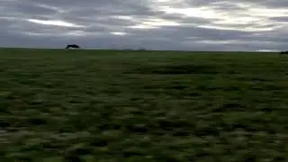 Collie coursing