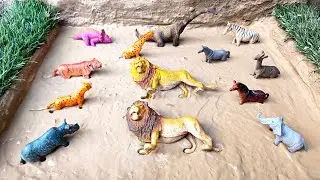 Cleaning toy animal horsh, dinosaur, cheetah, zebra, rhino, tiger, deer, elephant giraffe and lion