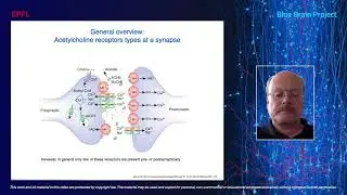 Blue Brain Seminar - Cell-specific cholinergic modulation of neocortical neurons.